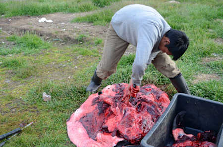 Trzeba polować, żeby przeżyć