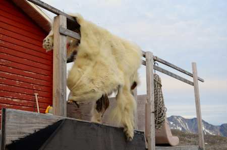 Skóra niedźwiedzia