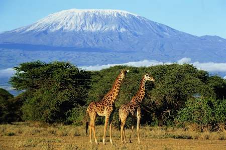Cosa c’è di più alto delle giraffe? Il Kilimanjaro