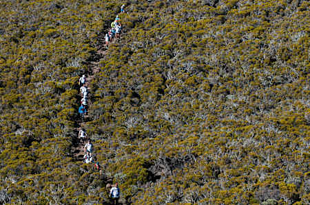 Widok z góry na sznur ludzi przemierzających ścieżkę między krzewami.