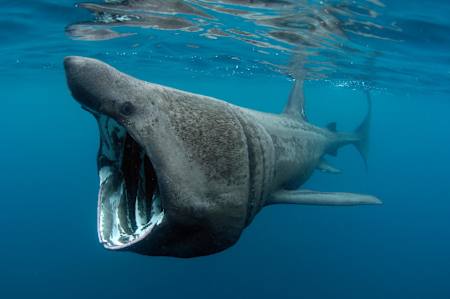 A basking shark swims by with his giant mouth wide open.