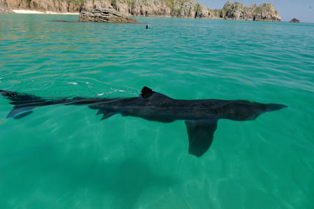 A Basking shark can reach up to 8m in length