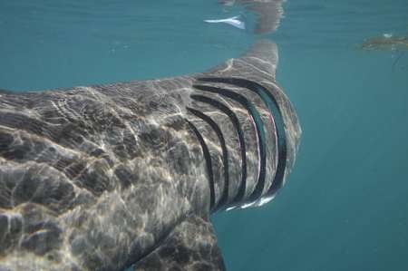 Water passes through the gills 