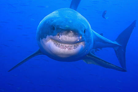 Poco adatto a un acquario in casa...