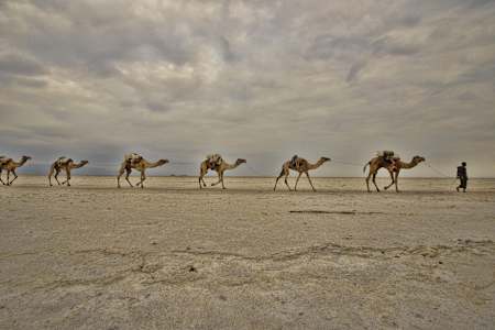 Kamel-Karawane mit Salz, Danakil, Äthiopien