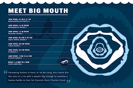 How big is a basking shark’s mouth? This big 