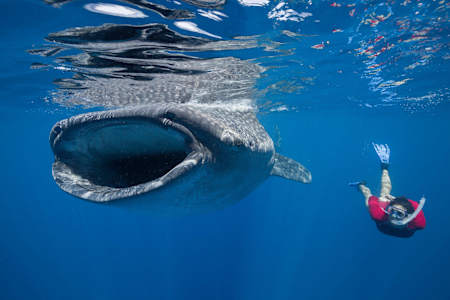 ジンベイザメと泳ぐ