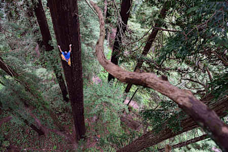 Escalada libre a una secuoya de Chris Sharma en Eureka