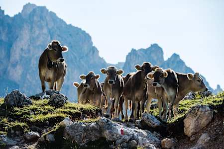 A herd of curious cows.
