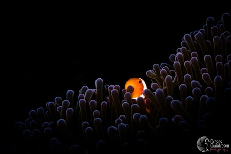 Peste clovn ascuns in anemona surprins de fotograful subacvatic Dragos Dumitrescu.