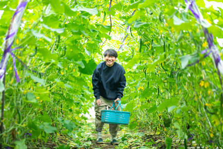 自家農園でキュウリを収穫中の加藤さん
