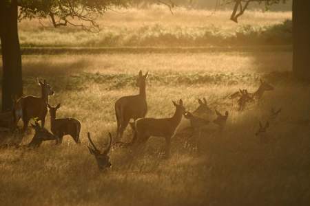 Deer in Richmond Park, London