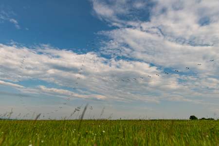 Pole v popředí, Flying Bulls v pozadí