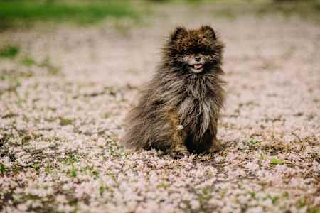 Собака Андрія Клена на ім'я Пабло
