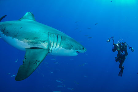 Il grande squalo bianco, Amos Nachoum, Jeb Corliss