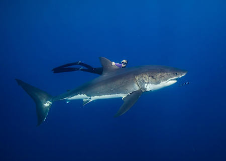 Ocean Ramsey nuota con uno squalo bianco