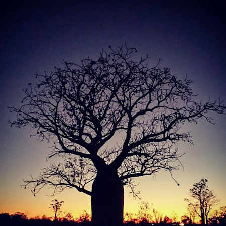 A boab tree in the outback.