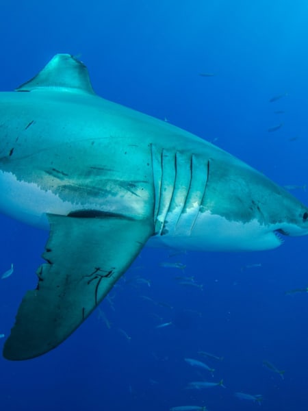 Χωρίς να υπάρχει κλουβί για προστασία