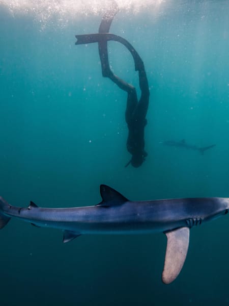 Beci Ryan, freediving cu un rechin albastru.