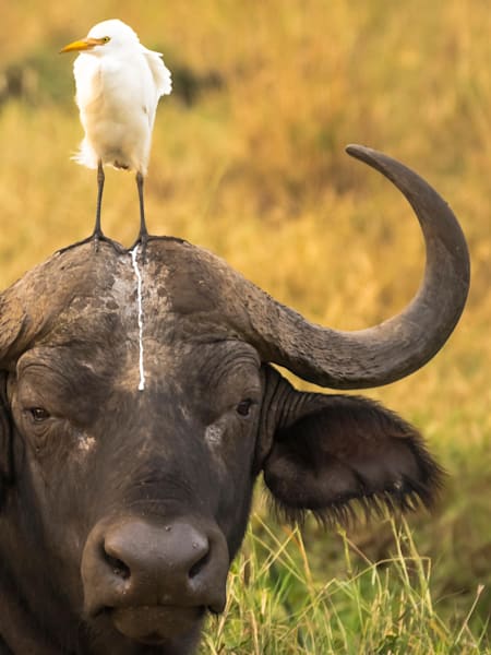 笑う動物たち 笑顔になれる『動物たちのしあわせの瞬間 BORN TO BE HAPPY』 - HONZ