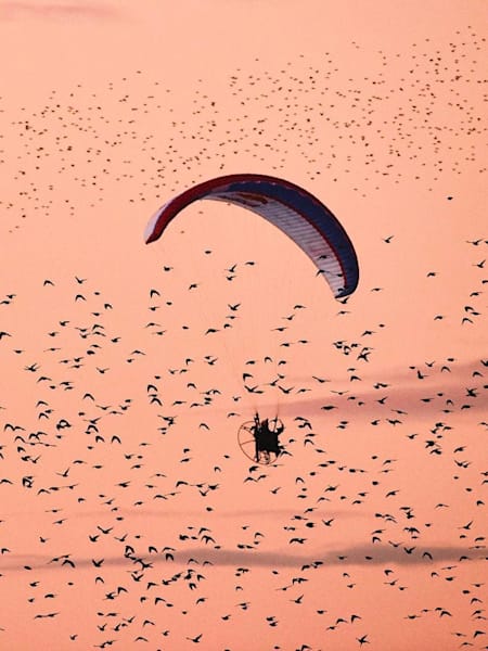 Horacio Llorens paraglides among the starlings in Denmark.
