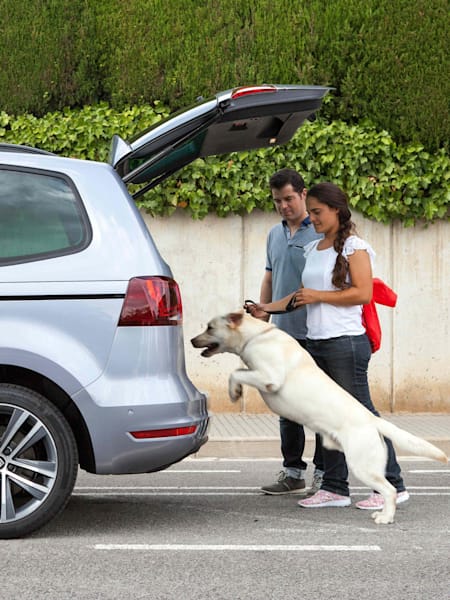 que le puedo dar a mi perro para la ansiedad en el carro