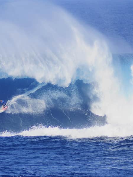 Shane hot sale dorian jaws