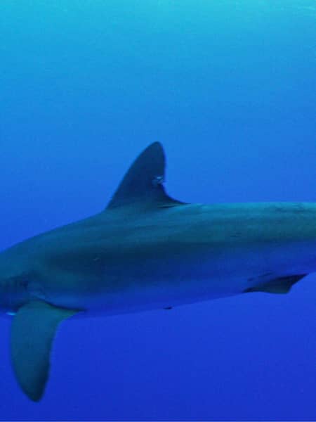 Jess Cramp swims with a silky shark