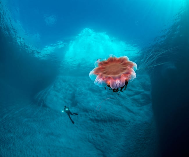 Unterwasserbilder 13 Spektakulare Meer Fotos
