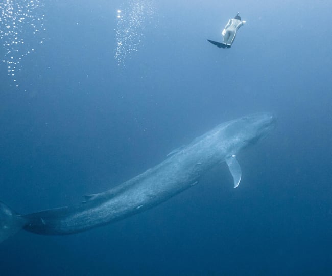 16 3 28 シロナガスクジラと泳ぐ Adventure