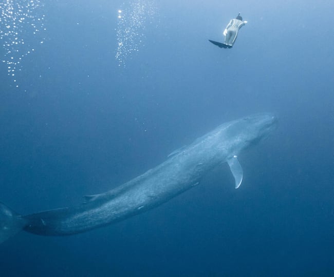 2016.3.28 | シロナガスクジラと泳ぐ | Adventure