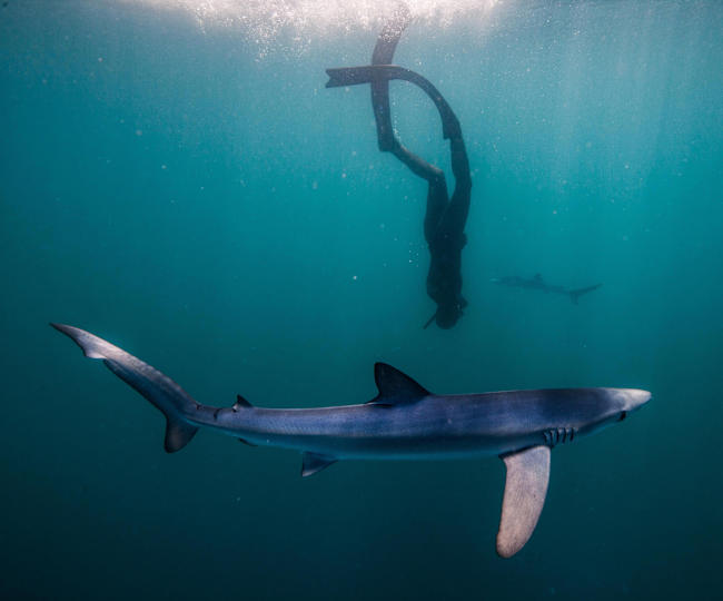 サメと一緒にフリーダイブ