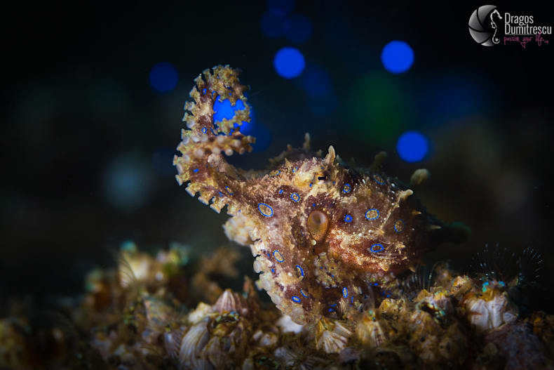 Dragos Dumitrescu Fotograful De Sub Ape