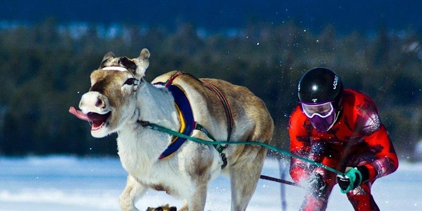 トナカイレース 5つの事実 トナカイレース 5つの事実