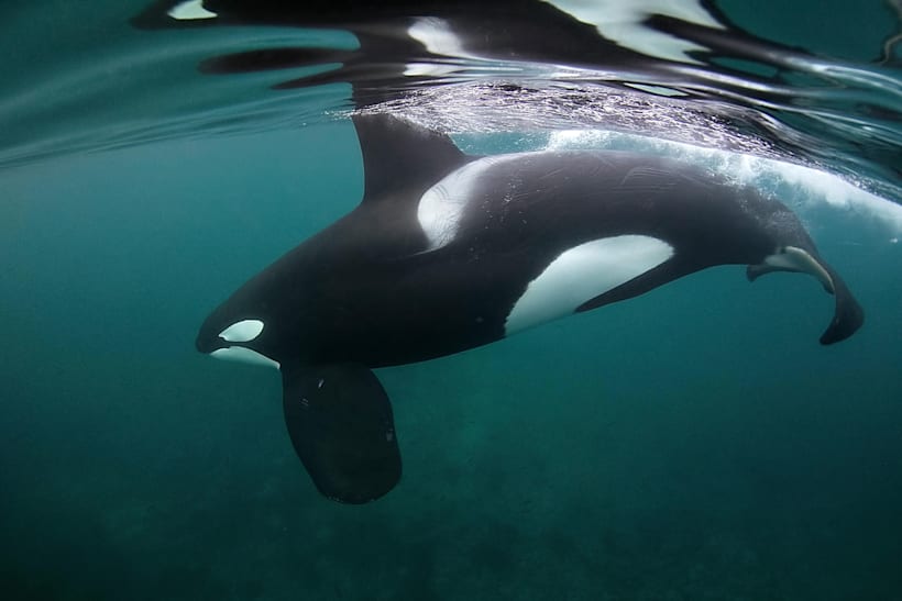 Freediving Mit Orcas Das Solltest Du Nicht Verpassen