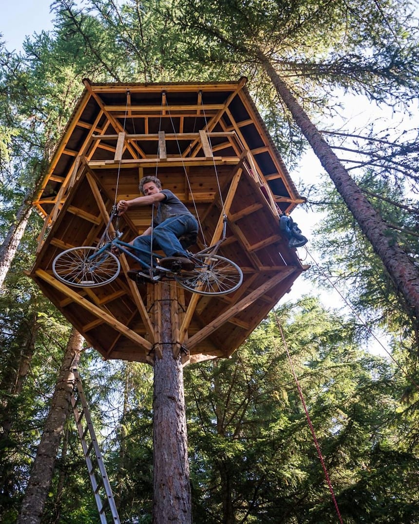 bicycle in a tree