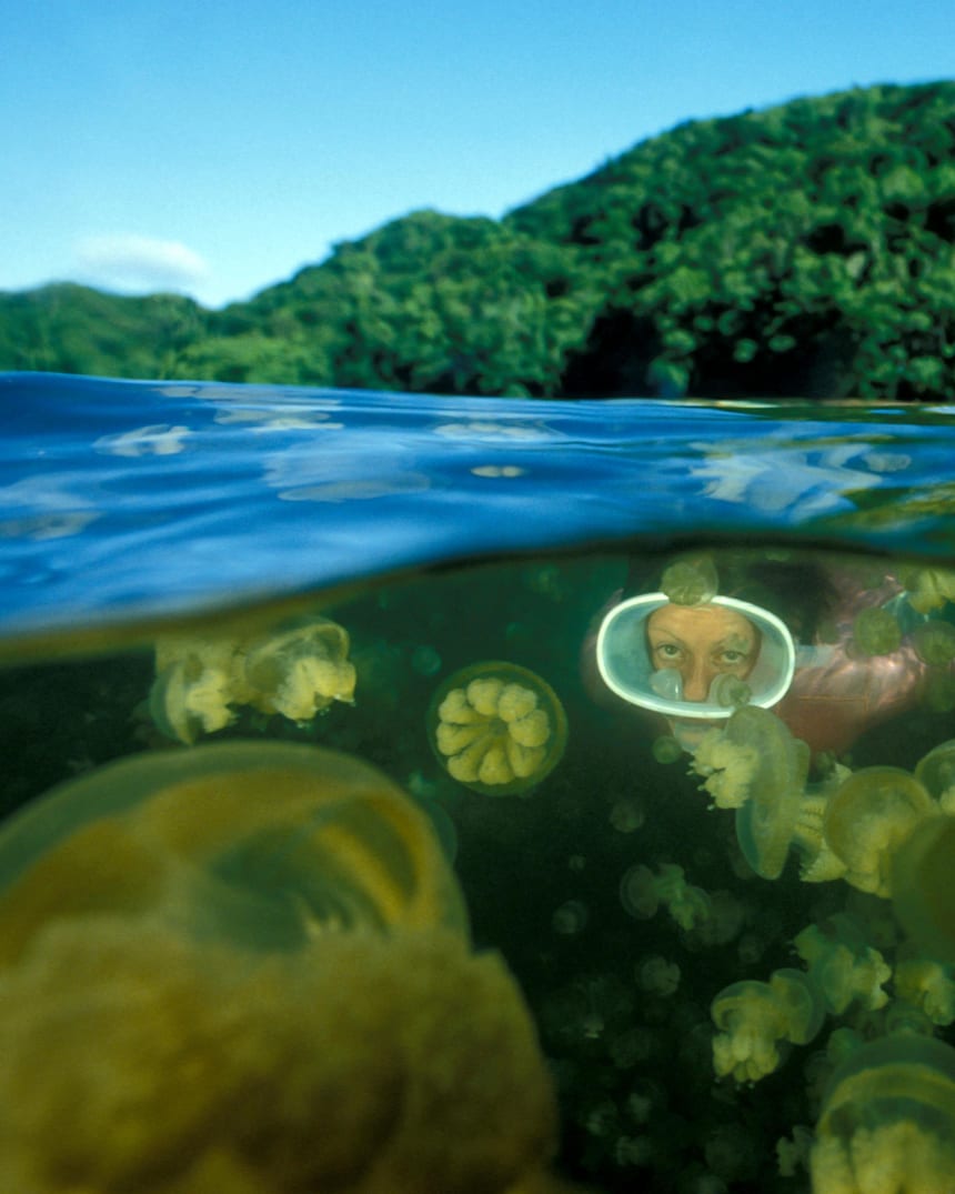 Jellyfish Lake Palau Photos Red Bull Adventure