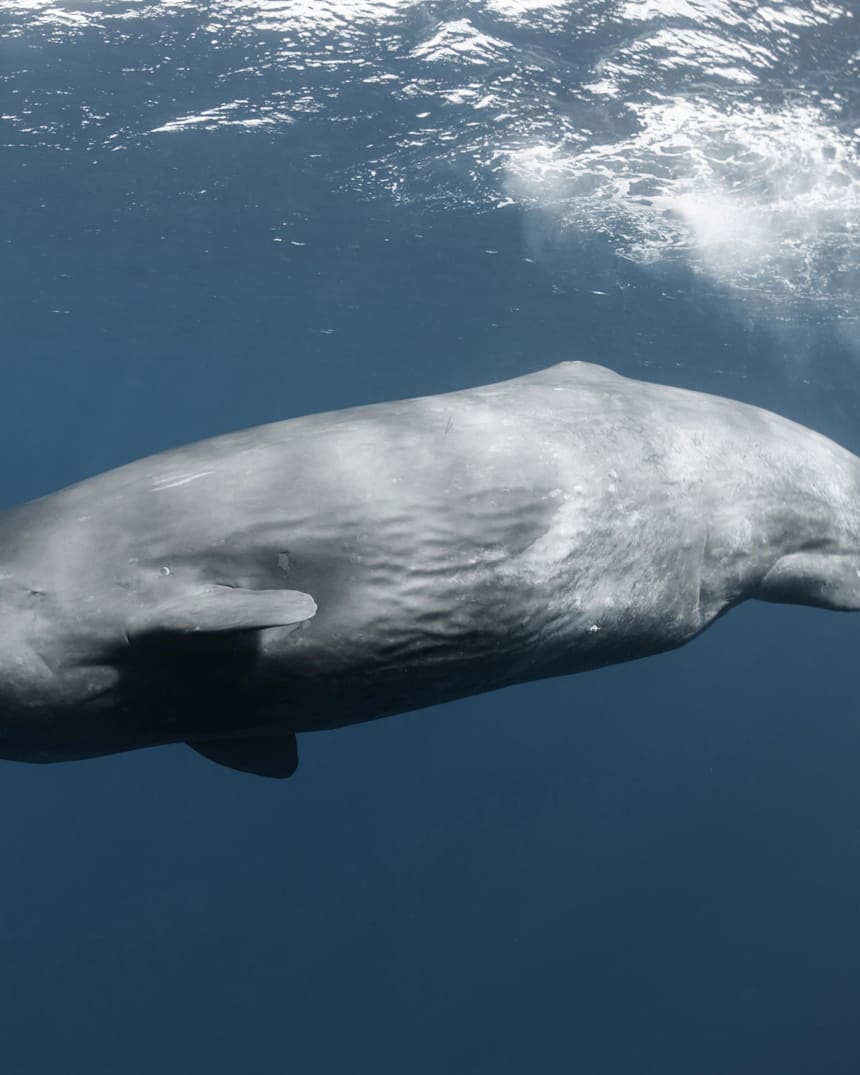 2015 6 16 クジラとイルカとフリーダイビング Adventure