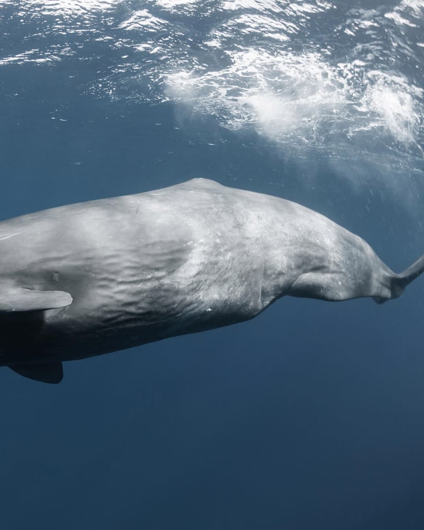 2015 6 16 クジラとイルカとフリーダイビング Adventure