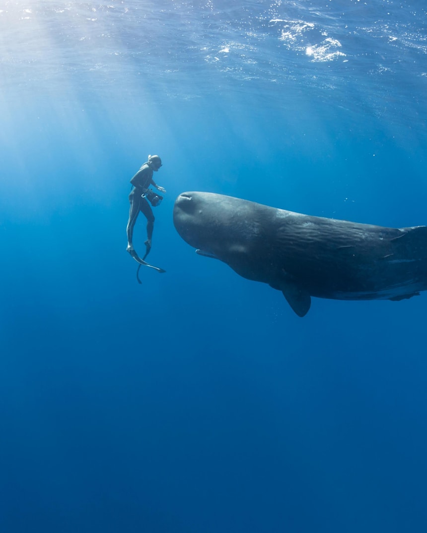 15 9 24 クジラと泳いだダイバー Adventure