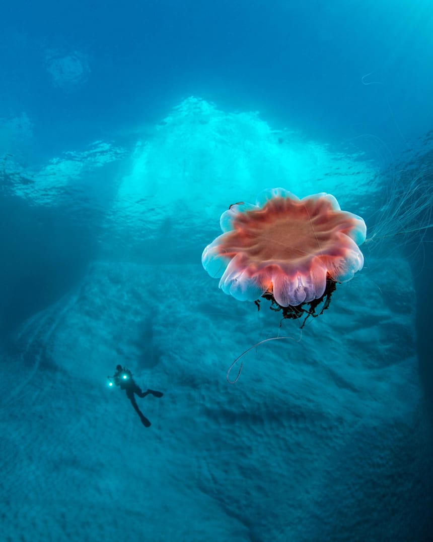 13 Imagini Subacvatice Care Te Ademenesc In Ocean