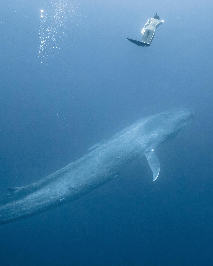 Diving With Blue Whales 6 Of The Most Amazing Photos
