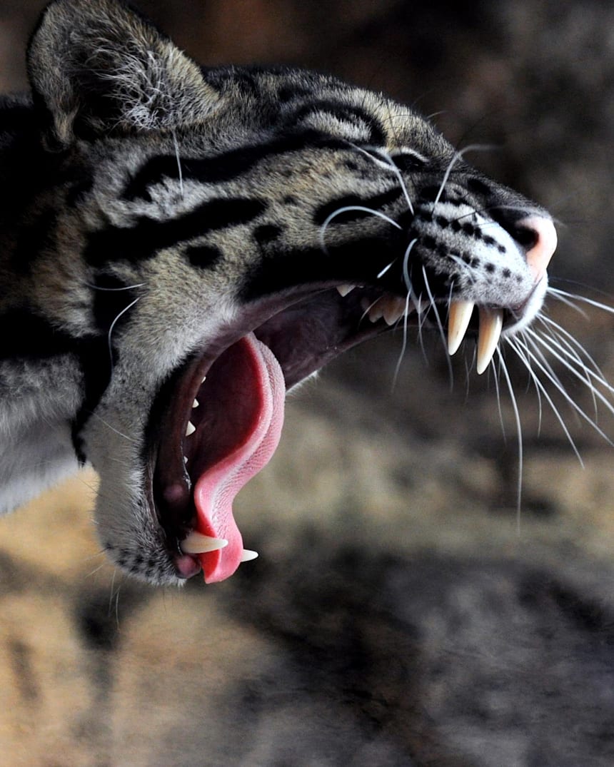 Big Cat Quiz How Much Do You Really Know Red Bull