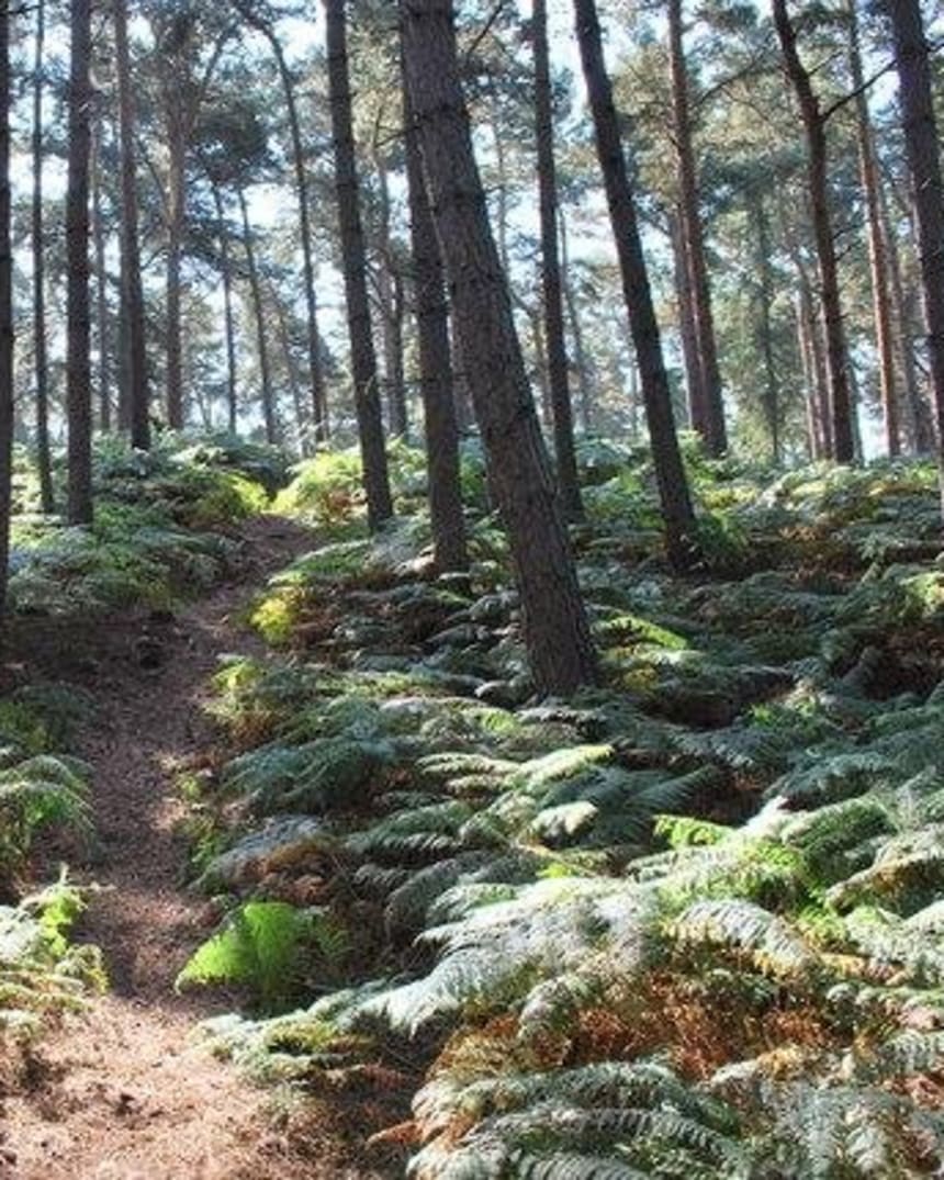 chicksands mountain bike park