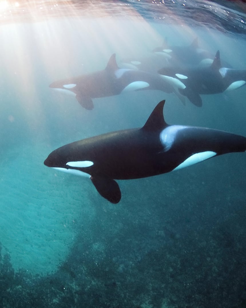 Freediving Mit Orcas Das Solltest Du Nicht Verpassen