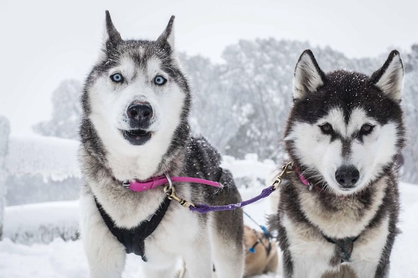 Things To Do In Australia In Winter Top 21 Activities