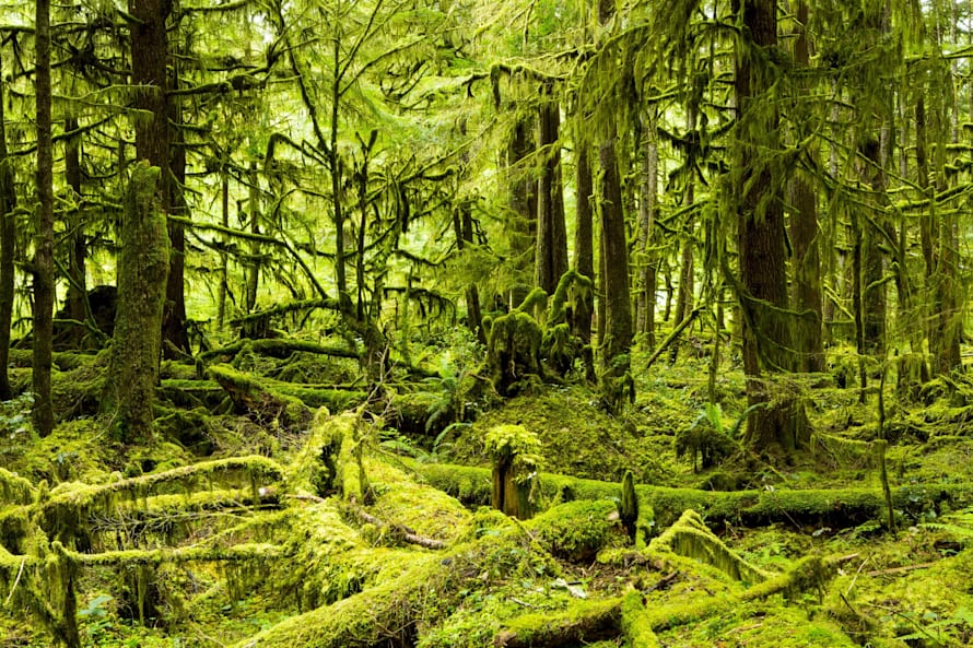 photo Mythical Forest Bull 10 magical forests you need to explore