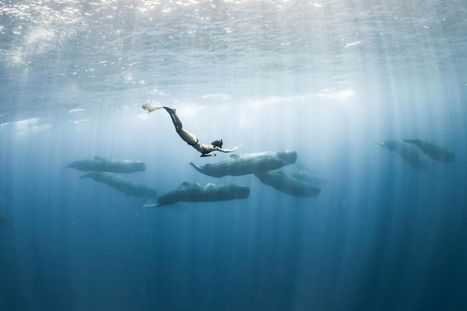 A diver with a group of spermwhales in Sri Lanka