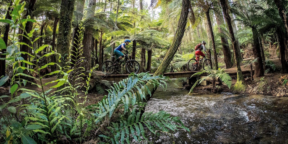 Redwoods new arrivals mountain biking