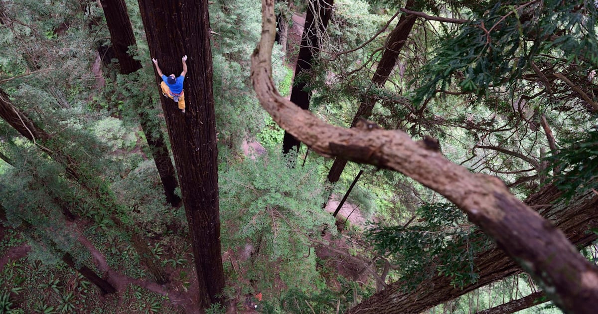 Chris Sharma Free Climbs A Giant Redwood Tree